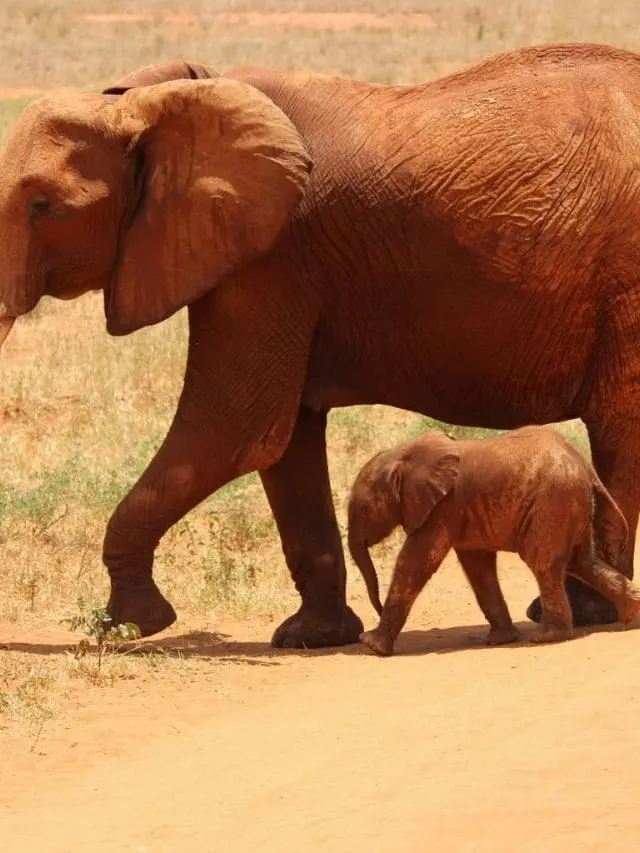 Dehing Patkai Wildlife Sanctuary